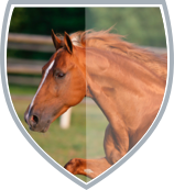 horses-sts