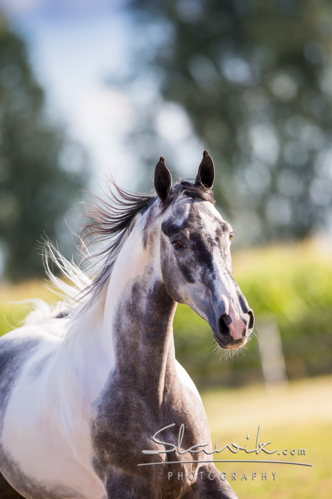 twh_django818213 2